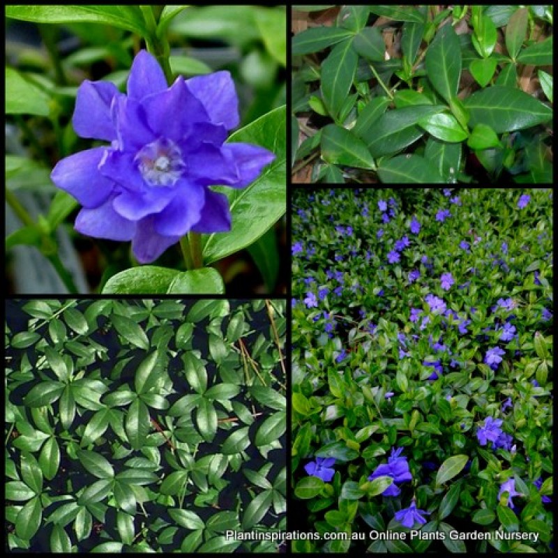 Vinca minor x 6 Plants 3 Types Shade Flowering Groundcover Pink/Purple